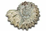 Bumpy Ammonite (Douvilleiceras) Fossil - Madagascar #343824-1